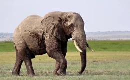 Bangladeş Mahkemesinden Asya Filleri İçin Koruma Kararı
