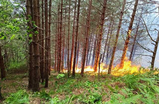 Kastamonu’da Orman Yangını: Ekiplerin Çalışmaları Sürüyor