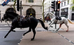 Londra’da Kraliyet Atları Kaosu: Paniğe Yol Açan Firar Olayı