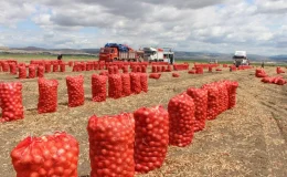 Amasya’da Soğan Üreticisi Sıkıntıda: Fiyatlar Düşerken Maliyetler Artıyor