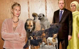 Derin Mermerci Erdoğan Ailesinden Sokak Köpekleri İçin Merhamet Dilendi