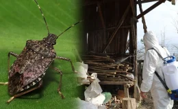 Karadeniz Bölgesi’nde Kahverengi Kokarca Alarmı