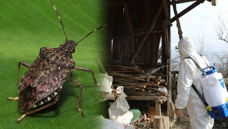 Karadeniz Bölgesi’nde Kahverengi Kokarca Alarmı