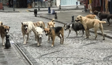 SOKAK KÖPEKLERİ YASASINA TEPKİ