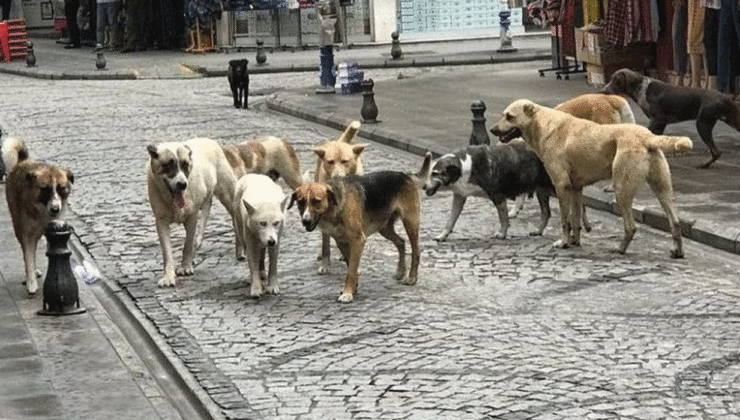 SOKAK KÖPEKLERİ YASASINA TEPKİ