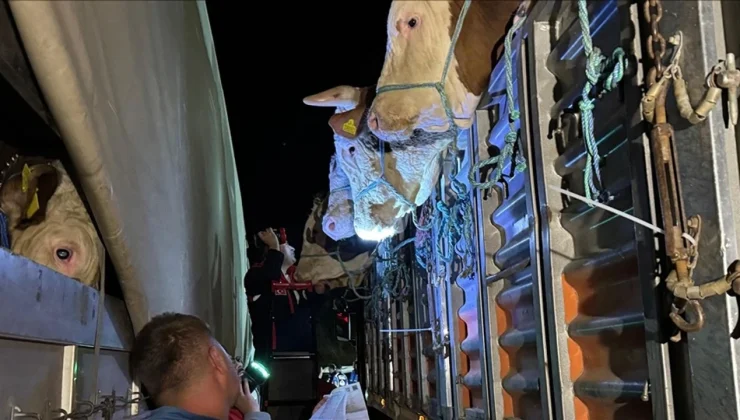 İSTANBUL’A KURBANLIK HAYVAN SEVKİYATI BAŞLADI