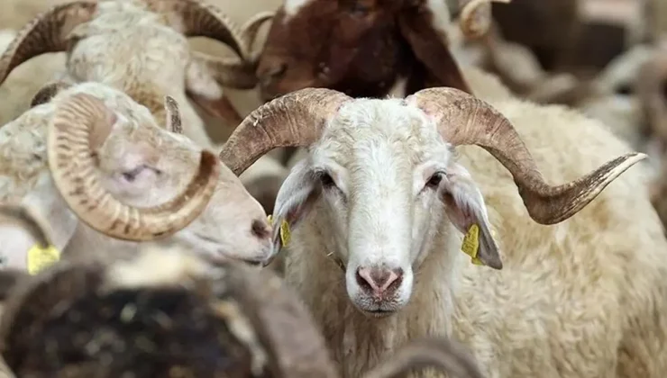 KURBAN BAYRAMI TATİLİ 5,5 GÜN OLARAK BELİRLENDİ