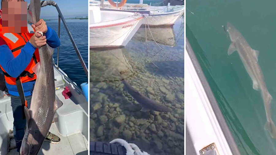 Karadeniz’de Köpekbalığı Görüntüleri Panik Yarattı