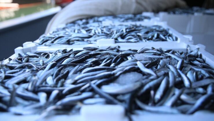 Türkiye Su Ürünleri Sektöründe Rekor Kırdı